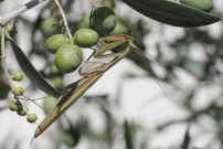 La mante religieuse (Dictyoptre - Mantidae - Mantis religiosa)